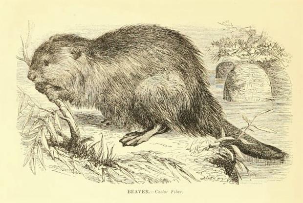 "Galetas des chasseurs et paysages"