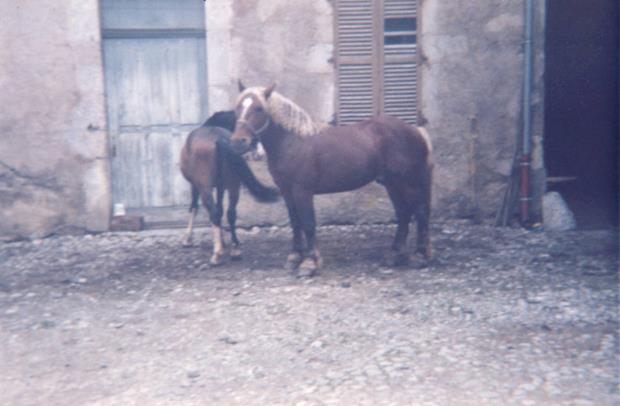 Les derniers fermiers