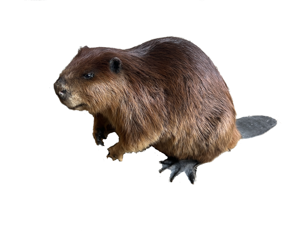 "Galetas des chasseurs et paysages"