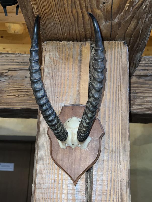 Trophés américains